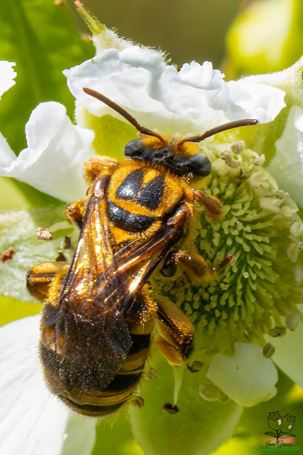Australian Mellitidia – the Smiley Bee
